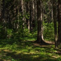 в лесу :: Елена Герасимова