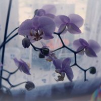 Орхидея :: Кристина Щукина