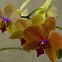 Орхидея :: ildarn77 
