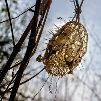 Скелет дикого огурца :: Сандродед 