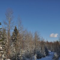 зимняя тропка через лес :: Мансур Хаснутдинов