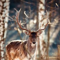 Walking in the forest :: Alesya Safe