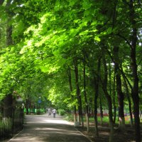деревья в парке :: Валентина Миленина