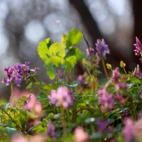 цветы весна :: Андрей Волгоградский
