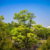Сеул, подножье горы Намсан, традиционный корейский сад. :: Вячес 