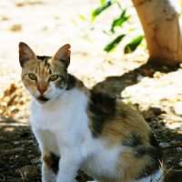 кипорский кот :: Виктория Жуланова