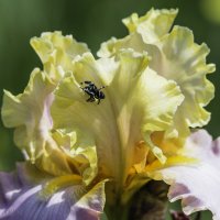 Iris Garden. Живность :: Irini Pasi