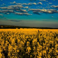 yellow field :: krystyna 