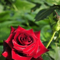 ... роза красная цвела, гордо и неторопливо... :: Наталья Костенко