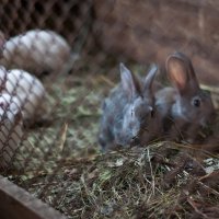 Кролики :: Мария Сидорова