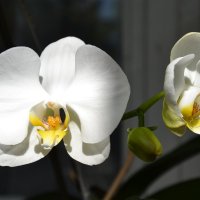Орхидея :: Виктор Никонов