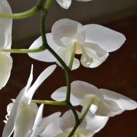 Орхидея :: Виктор Никонов