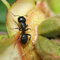 Чёрный муравей-древоточец :: Евгений Спирин