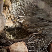 Дрозд белобровик (Turdus iliacus) у гнезда :: Григорий Кинёв