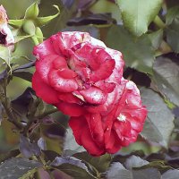 Planten un Blomen Rose,почвопокровная :: Сергей Мягченков