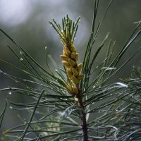 Начало лета :: Виктор Алеветдинов