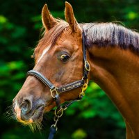 Лошадь для конника, как вода для лошади. :: Alesya Safe