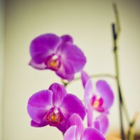 Орхидлея :: Масяня Солнышкина