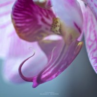 Flower :: Алексей Степин