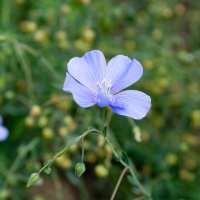 Синий цветочек :: Sergey Savchenko