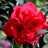Любовь, как роза, красная,цветёт в моем саду... :: ОЛЬГА КОСТИНА