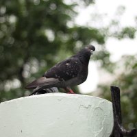уличная птица - голубь :: Лена Исаева