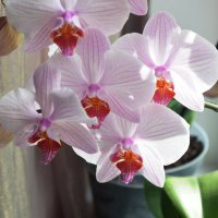 орхидея :: сергей 