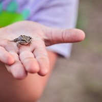 Маленькая жабка в маленькой руке) :: Ксения Базарова