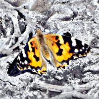 бабочка :: Татьяна Королёва