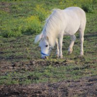 Белый пони :: Aнна Зарубина