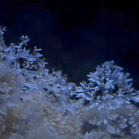 Таинственный мир медуз. г. Урумчи :: Юлия Пахомова