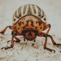 Колорадский жук :: Константин Какотько