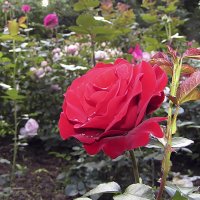 Faithful Rose,флорибунда :: Сергей Мягченков