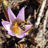 Работница-пчела :: Anna Semenchenko