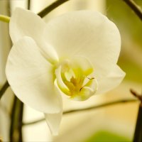 Орхидея :: Славомир Вилнис