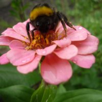 трудолюбивая пчела :: Elena Pashkova