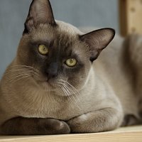 Благородный тонкинский кот :: Валентина Харламова
