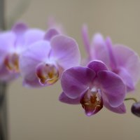 Орхидея :: Александр Белоглазов