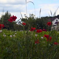 Во саду ли, в огороде... :: Weles 