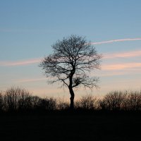 Lonely tree :: Sanita 