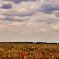beautiful field :: Дарина Черній