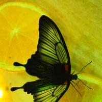 Бабочки :: Алина Леликова