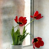 последние тюльпаны...уход весны :: Марина Торопова