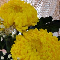 Желтые хризантемы :: EvgN 