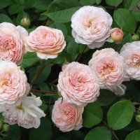 Английские розы :: Vera Timofeeva 