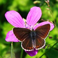 Бабочка и цветок :: Тамара 