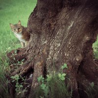 Любопытство :: Светлана Торгашева