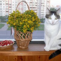 Дары леса и кот :: Татьяна Черняева