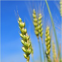 Урожай пшеницы :: Андрей Куприянов