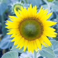 Sunflower :: Николай Сухоруков